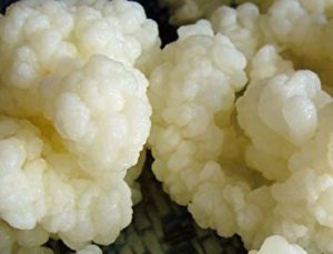 kefir grains for making milk kefir
