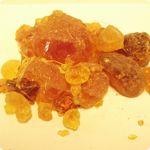 Acacia Gum - Photo by By Gixie Acacia Gum - Photo by By Gixie