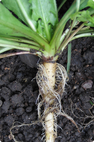 Dandelion root