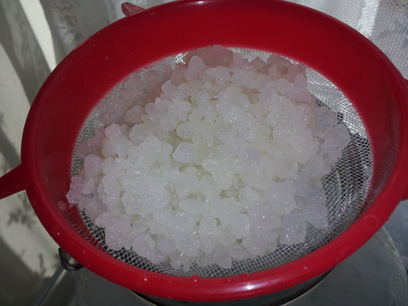 Tibicos, (water kefir grains), in a strainer