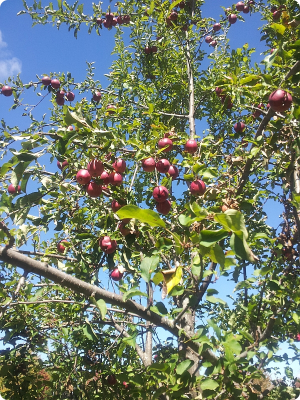 Apple Tree Apple Tree