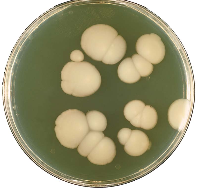 candida_albicans