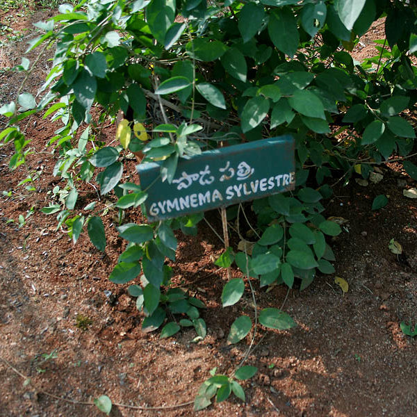 Gymnema Sylvestre