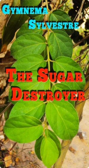 Gymnema Sylvestre by Vinayaraj via Wikipedia Gymnema Sylvestre - The Sugar Destroyer
