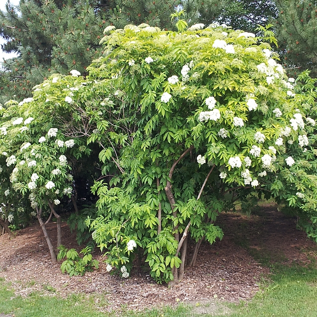 elderberry bush with flowers 