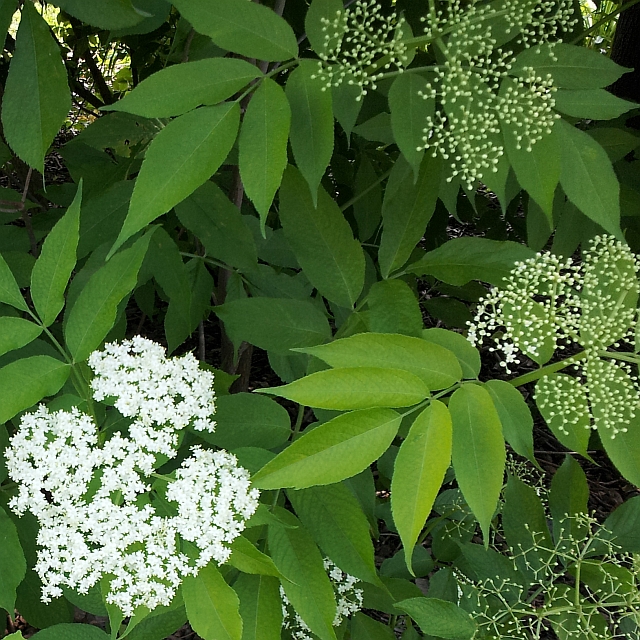 Elderflower Head Elderflower Head