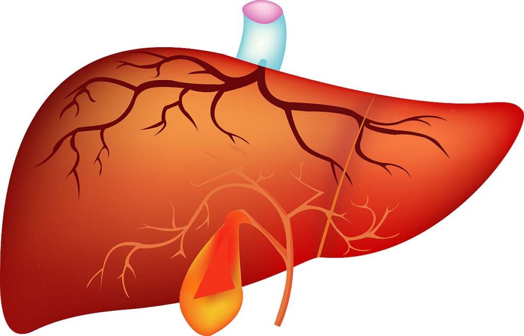 liver and gallblader